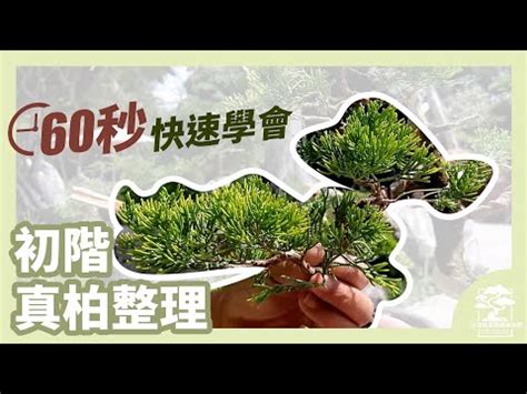 翠柏盆栽風水|翠柏盆栽風水擺放技巧：角度、位置、注意事項